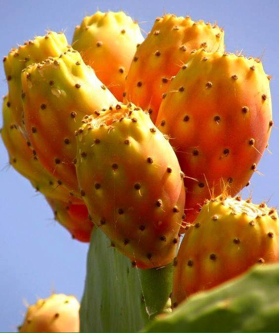 Fico d'india Figue de Barbarie prickly pear